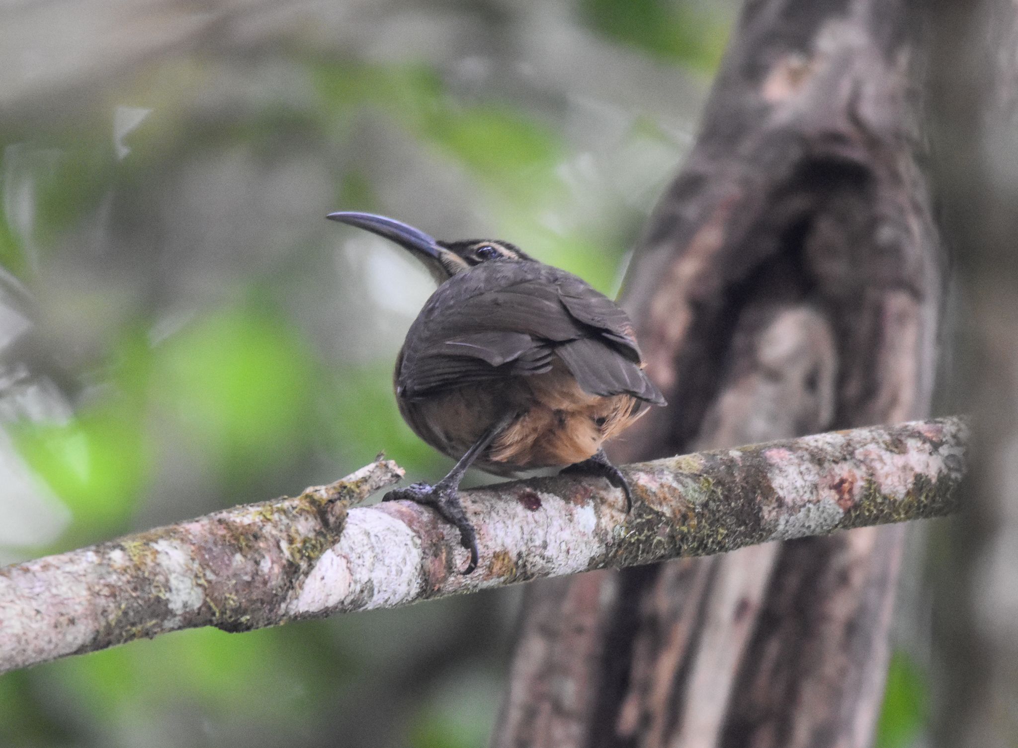 Victoria's Riflebird