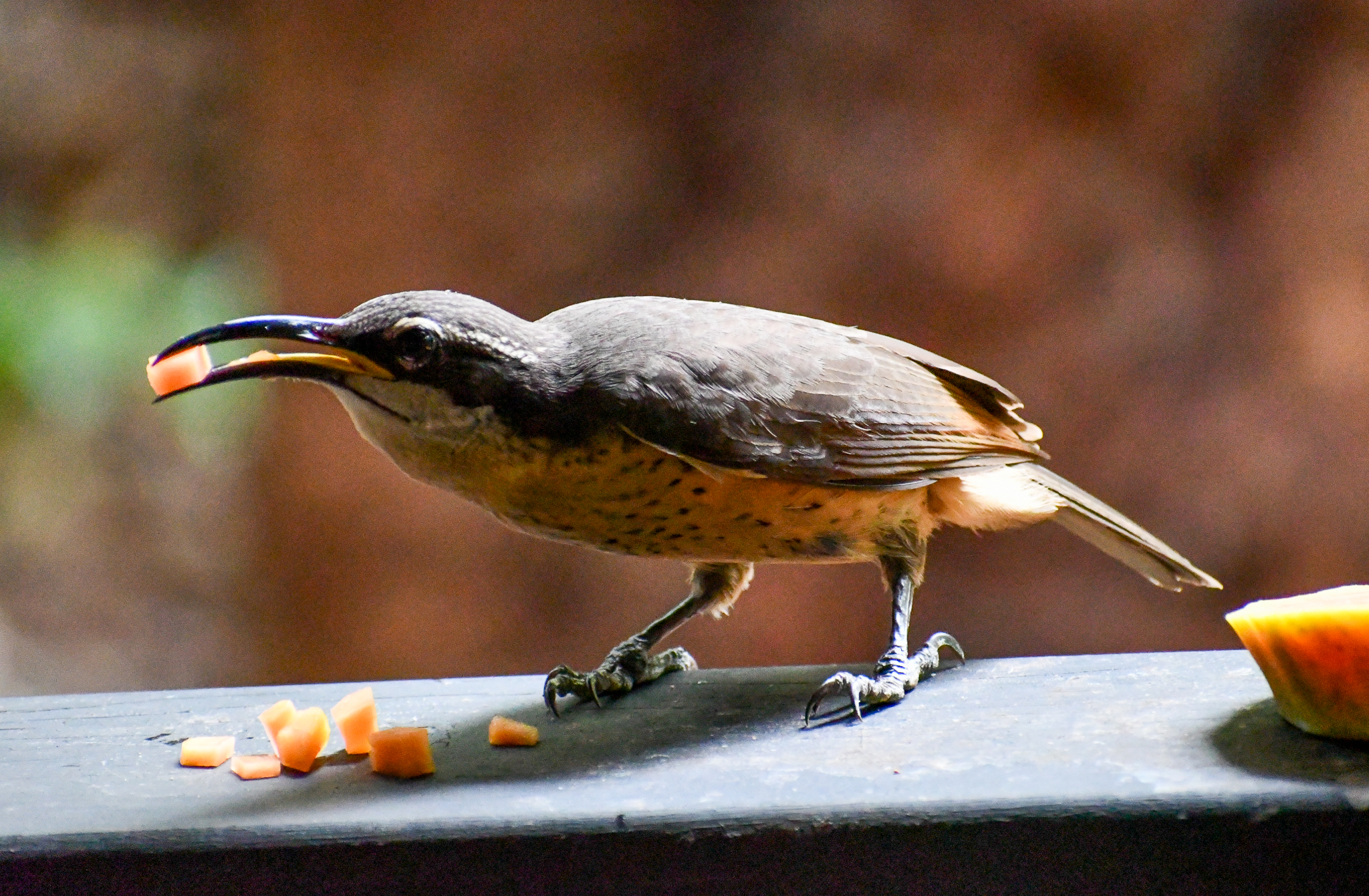 Victoria's Riflebird