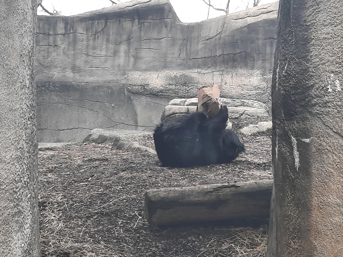 Victory goes to Balwat!