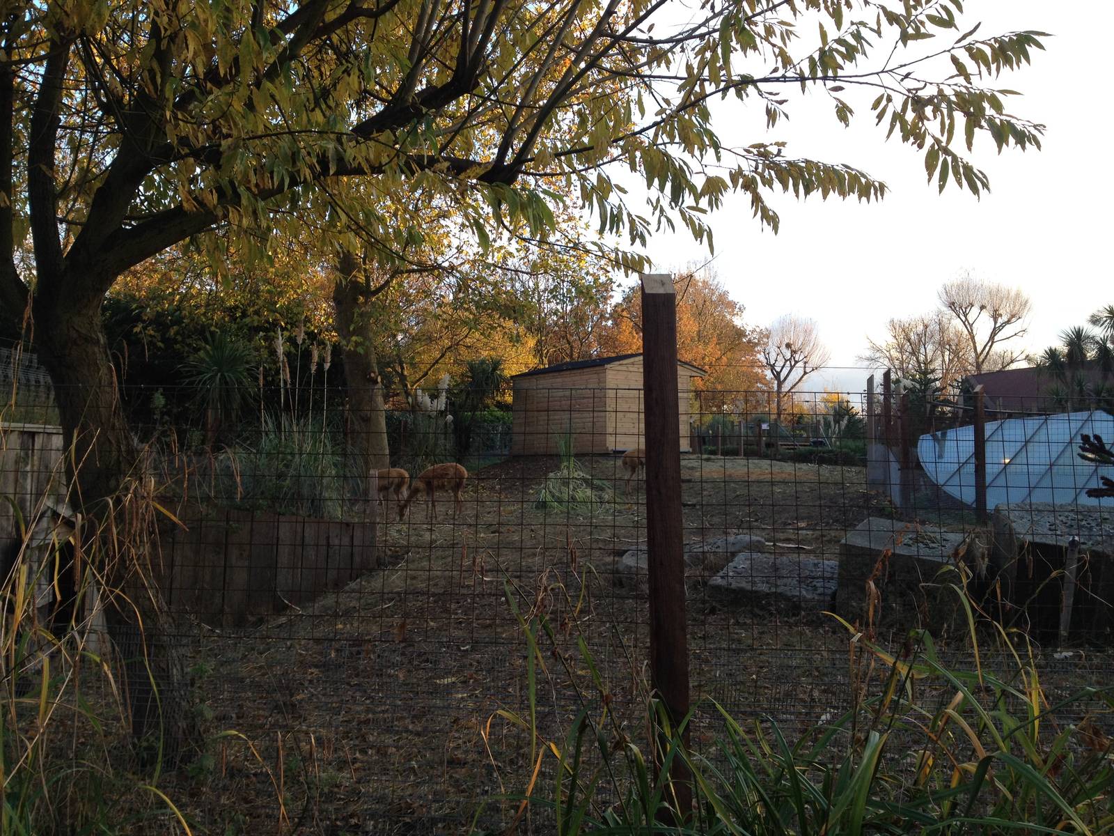 Vicu?a enclosure London Zoo December 2013