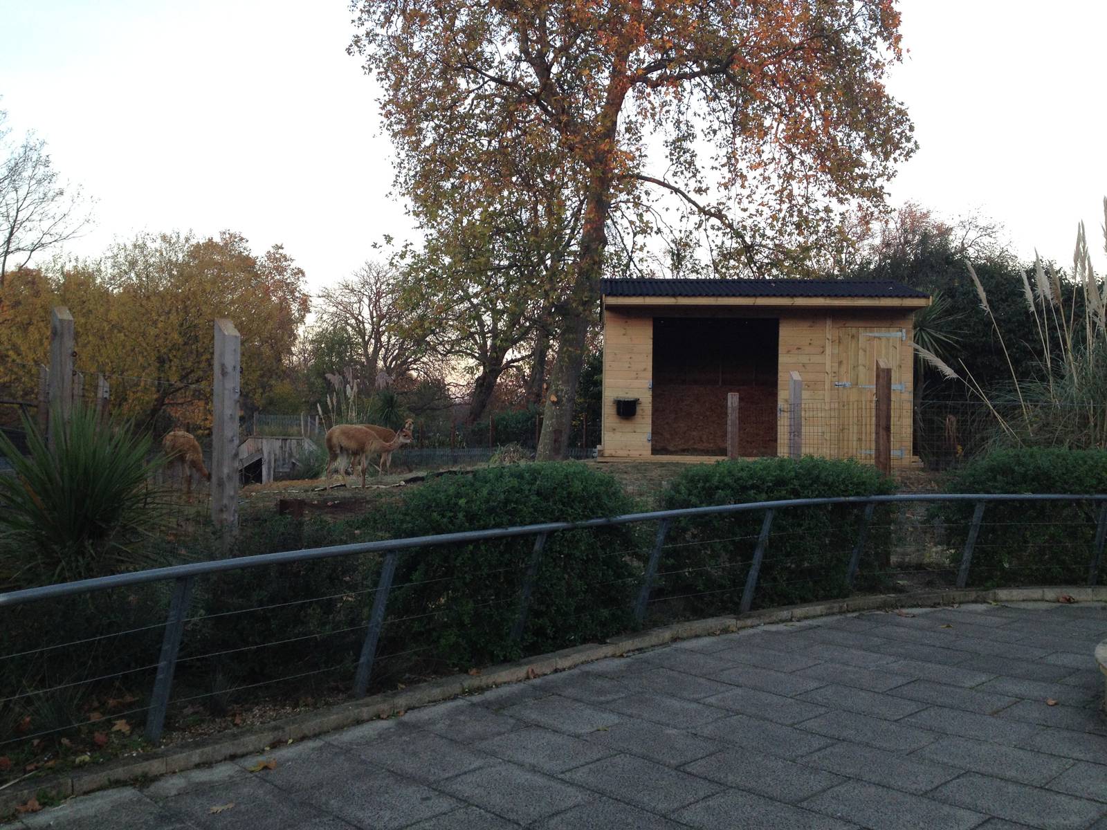 Vicu?a enclosure London Zoo December 2013