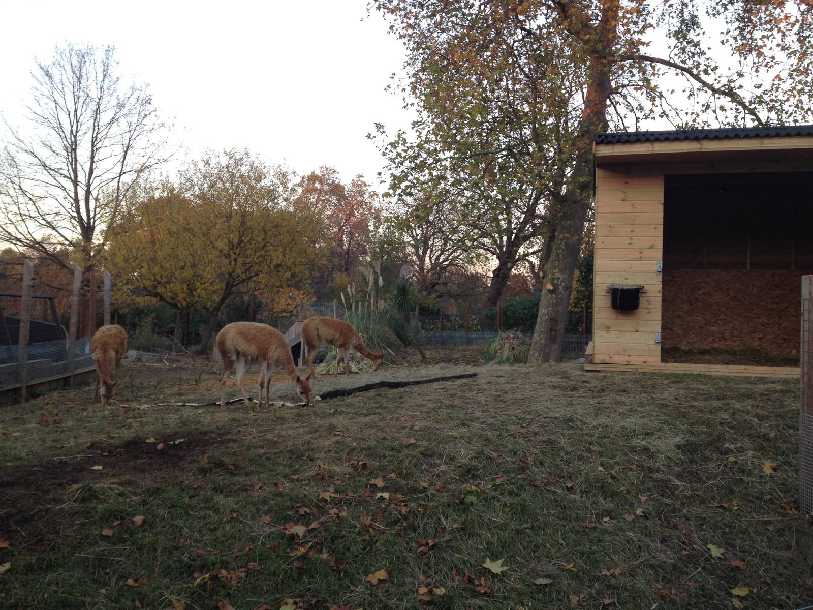 Vicu?a enclosure London Zoo December 2013