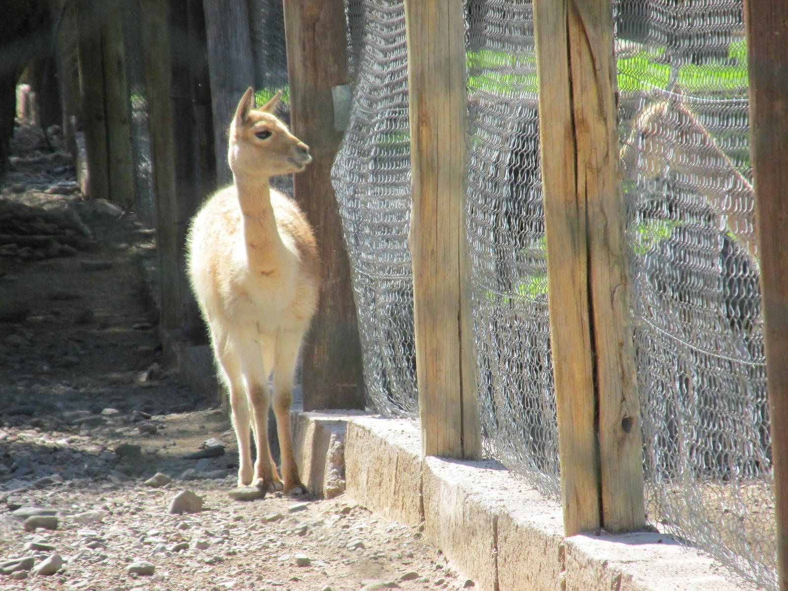 vicu?a mendoza zoo