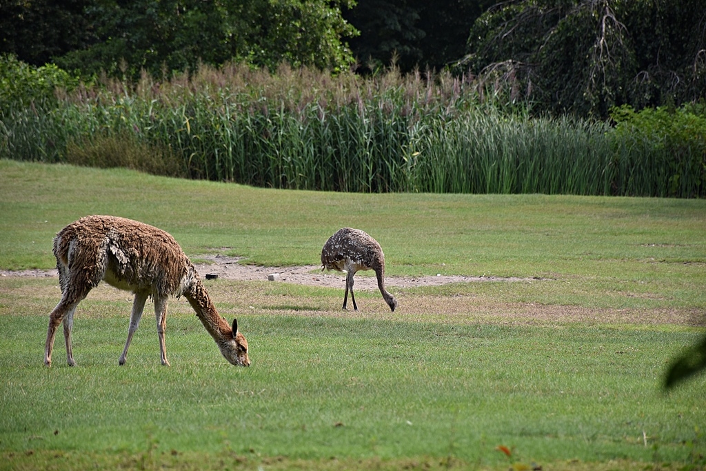 Vicugna & Darwin's rhea
