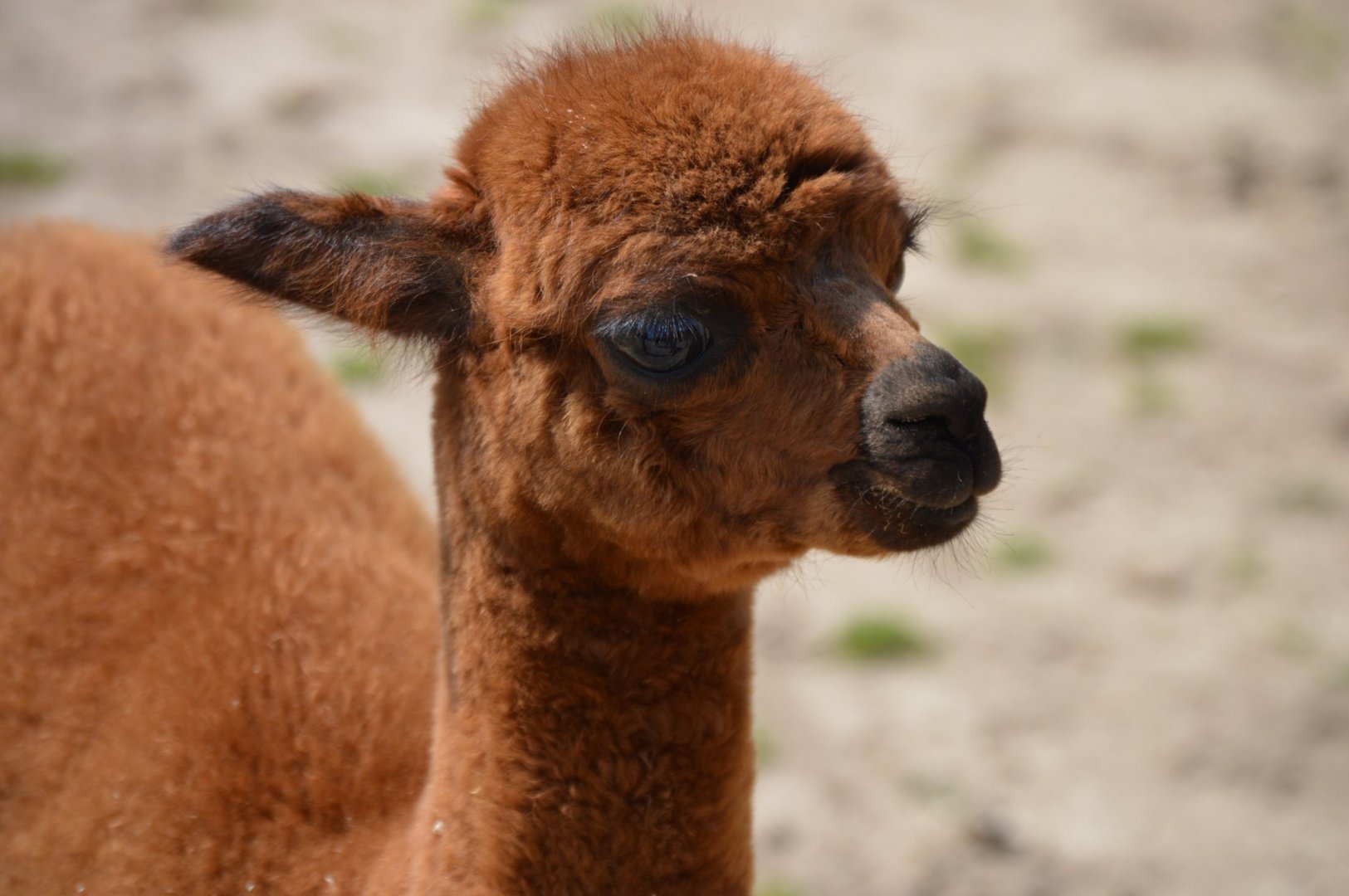 Vicugna pacos cria "Angora"