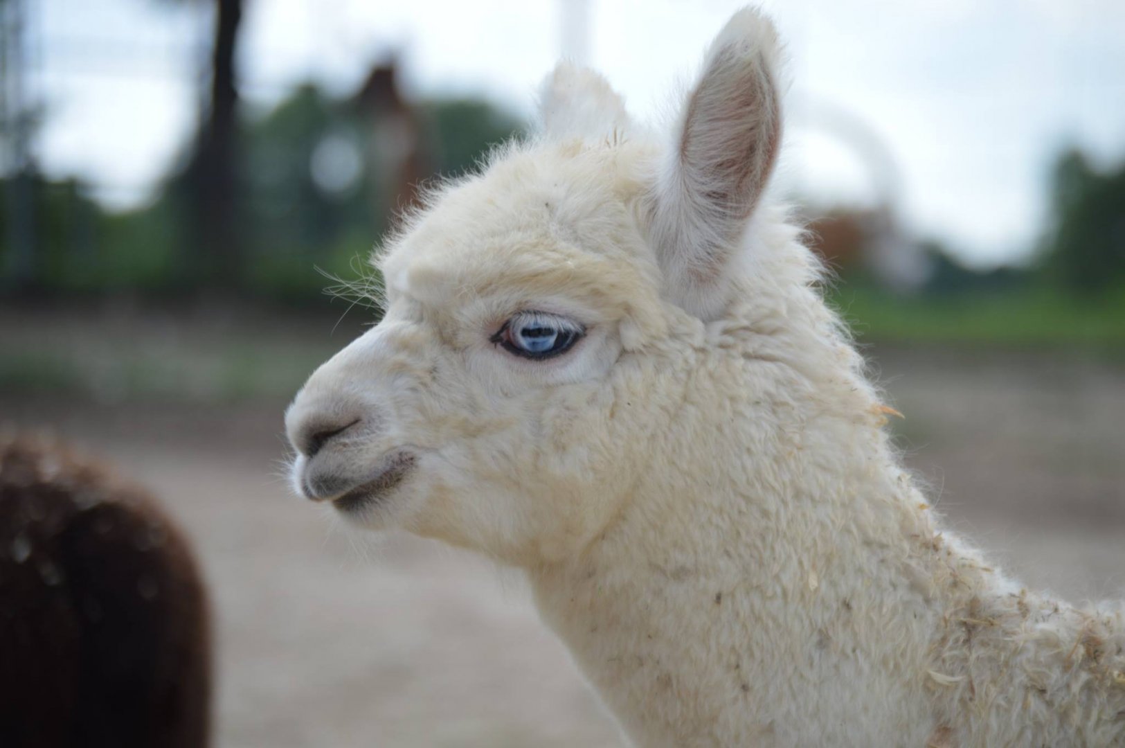 Vicugna pacos - Safari Lake Geneva