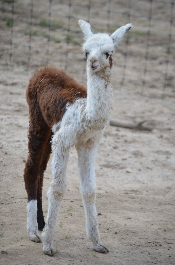 Vicugna pacos x Lama glama - Safari Lake Geneva