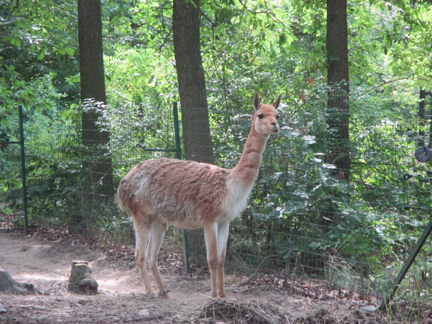 Vicugna vicugna, male