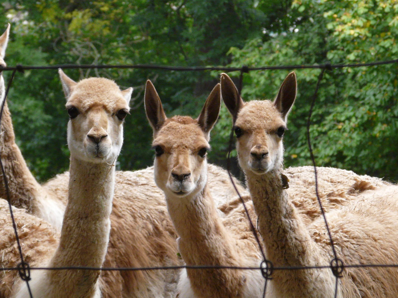 Vicugna/ Vicugna vicugna