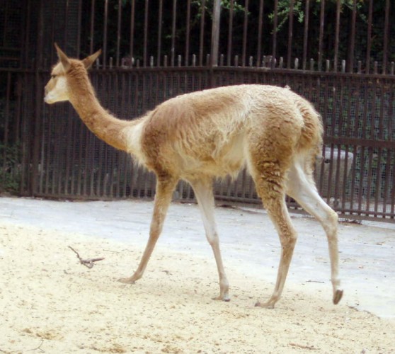 Vicugna (Vicugna vicugna)