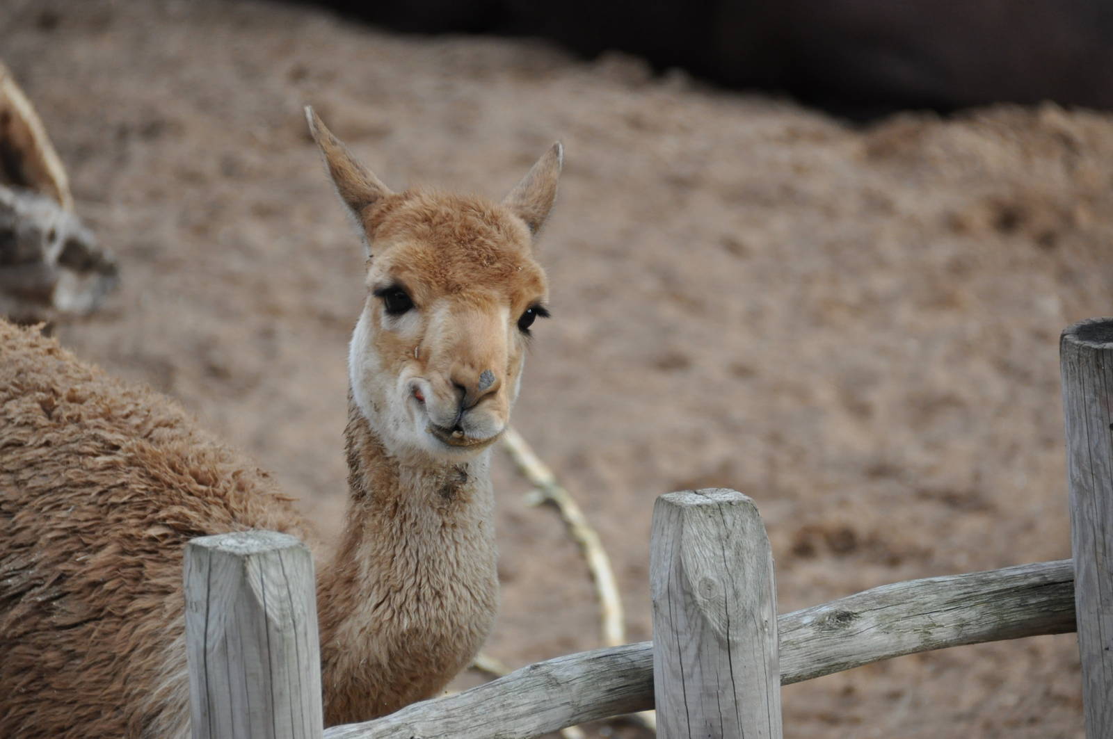 Vicugna/ Vicugna vicugna