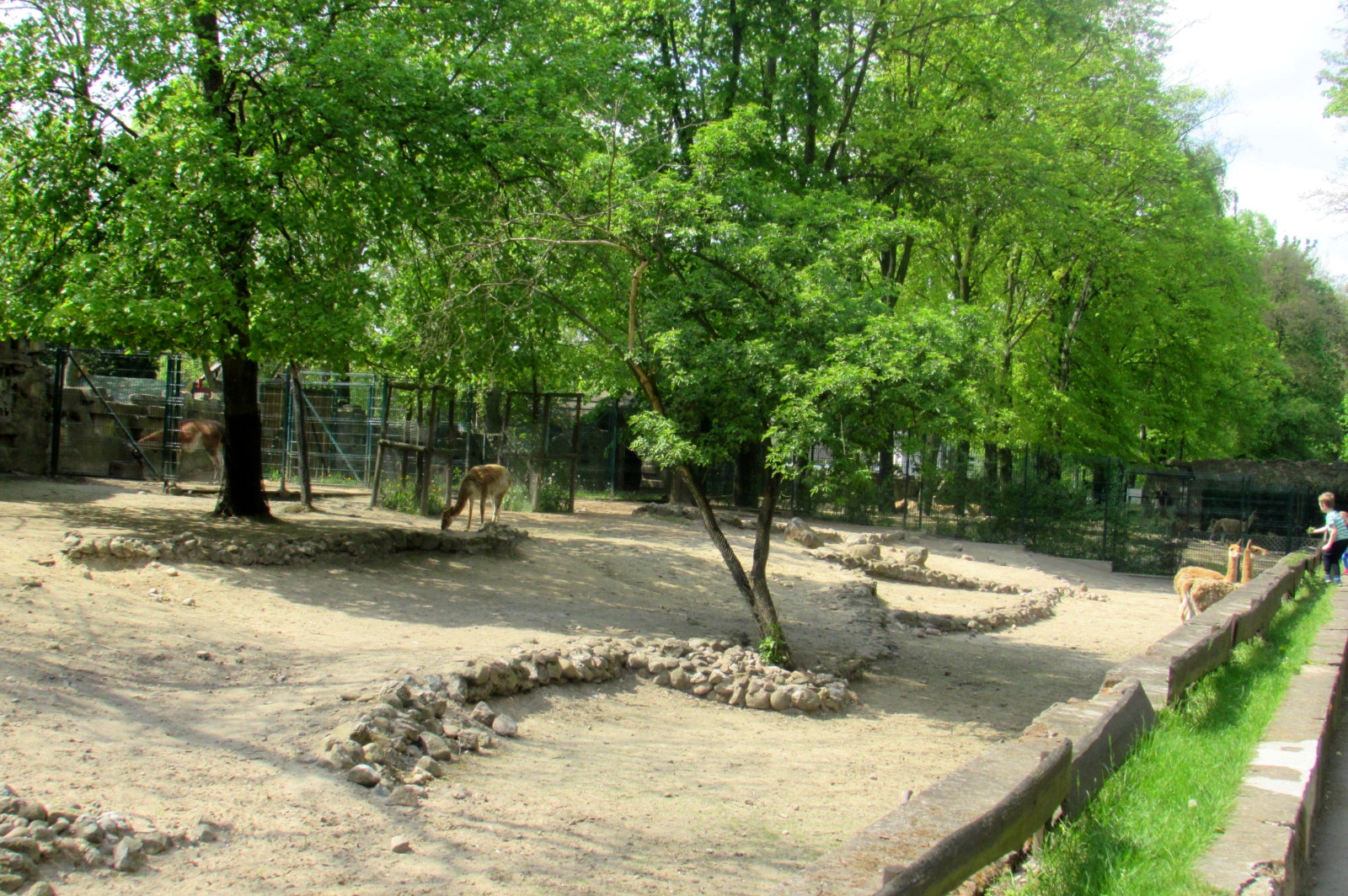 Vicugnas enclosure - 05/2015