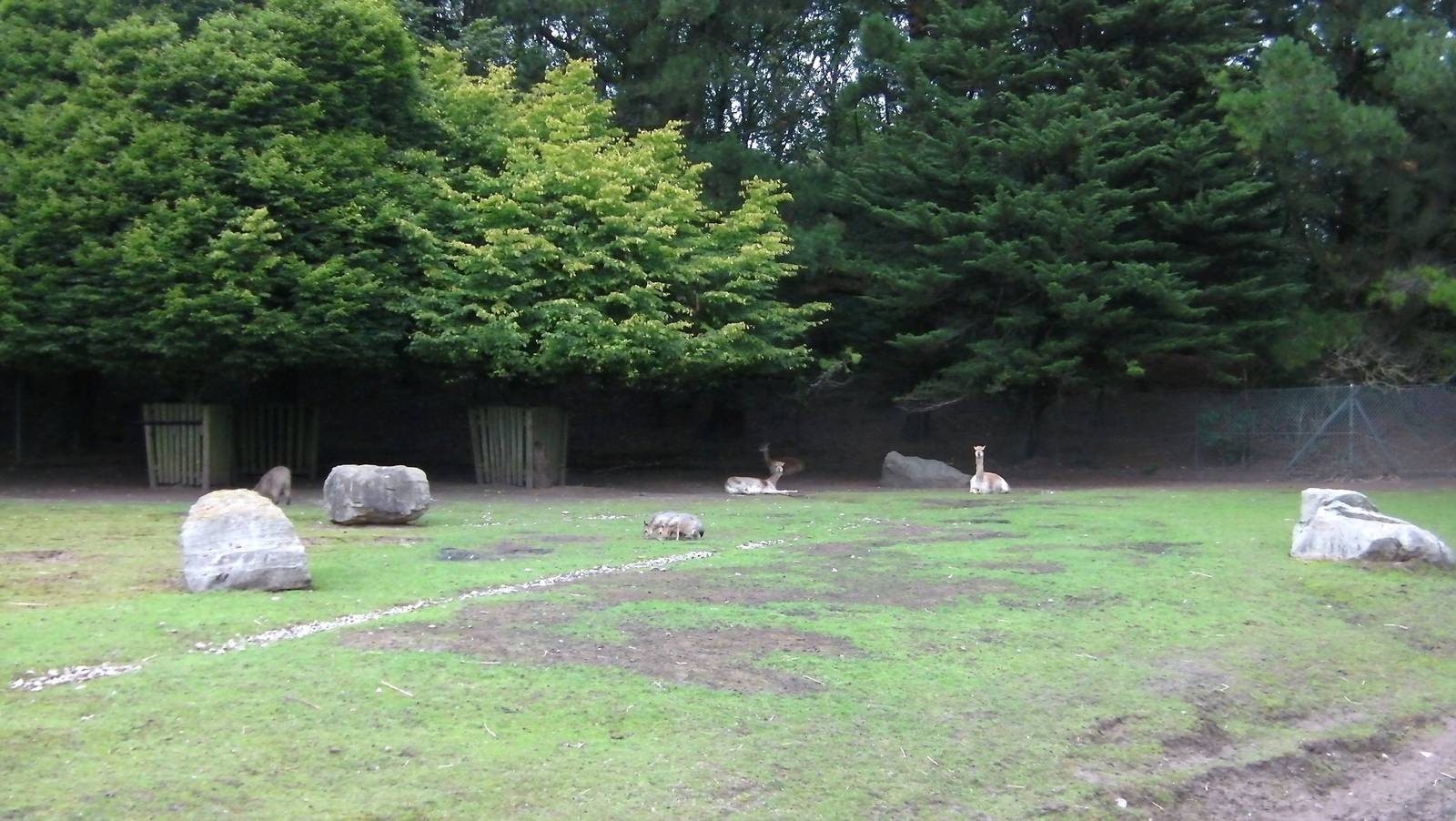 Vicugnas Enclosure- 26.08.2011