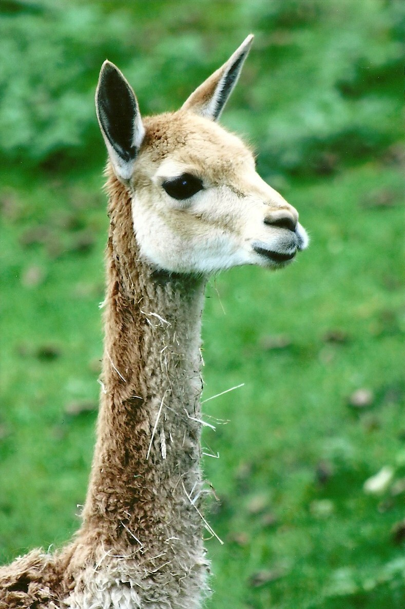 Vicuna, 14th October 2011