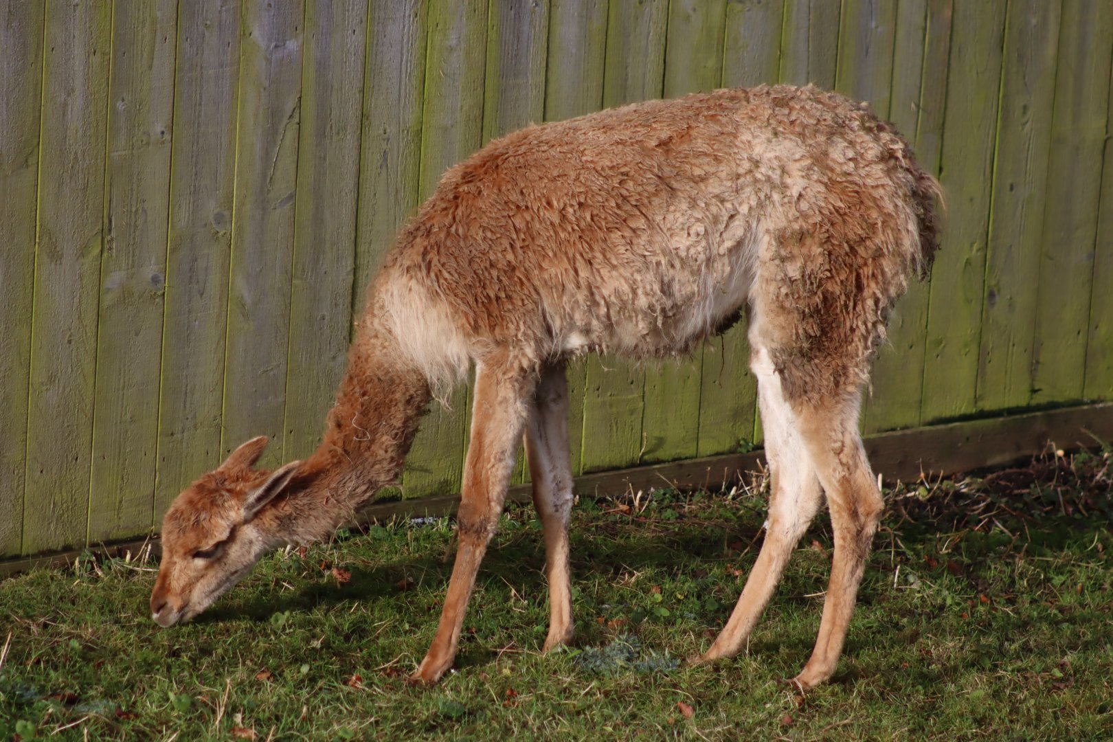 Vicuna - 19 January 2020