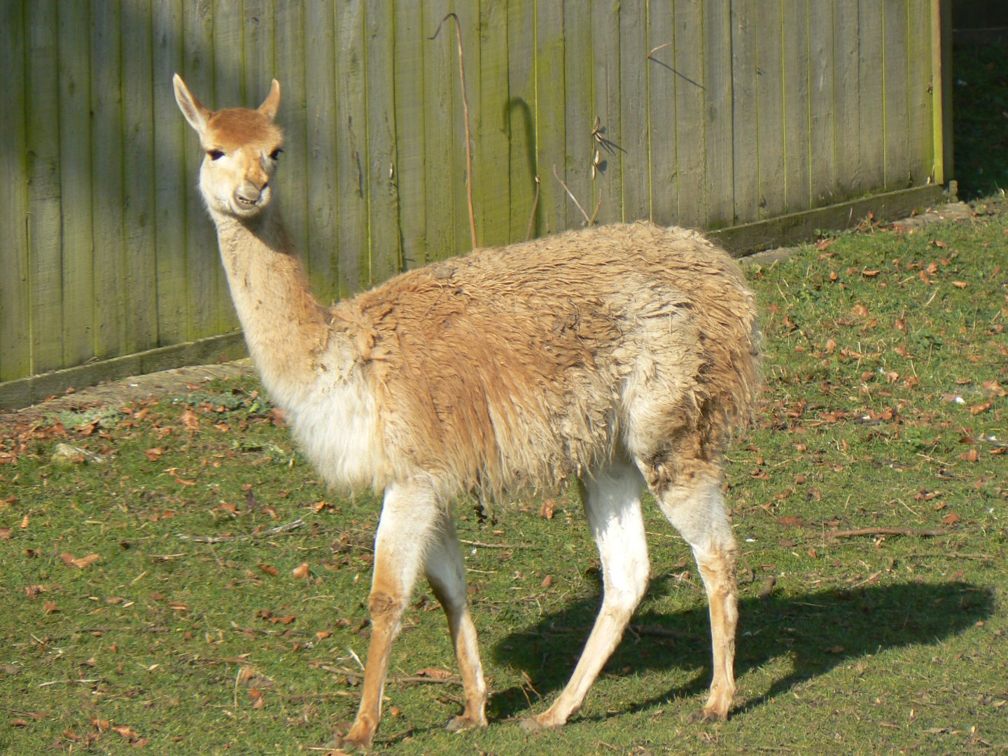 Vicuna - 24 February 2019