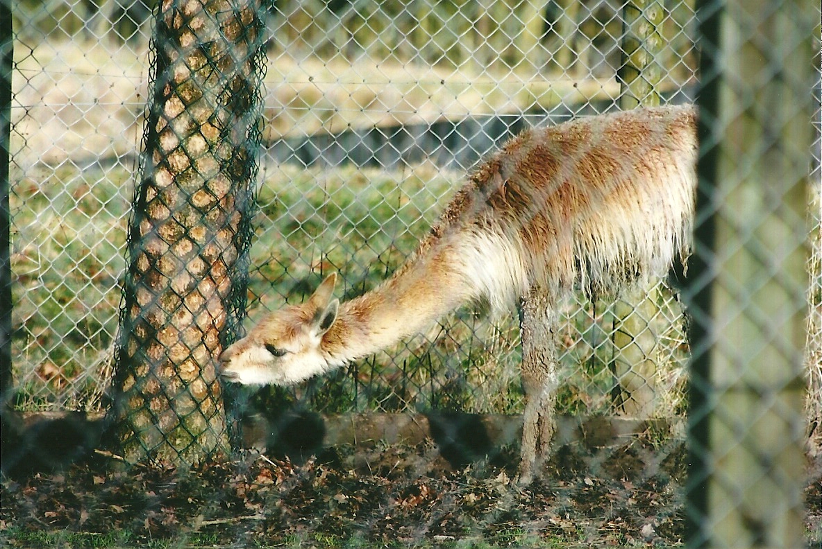Vicuna 4th January 2013