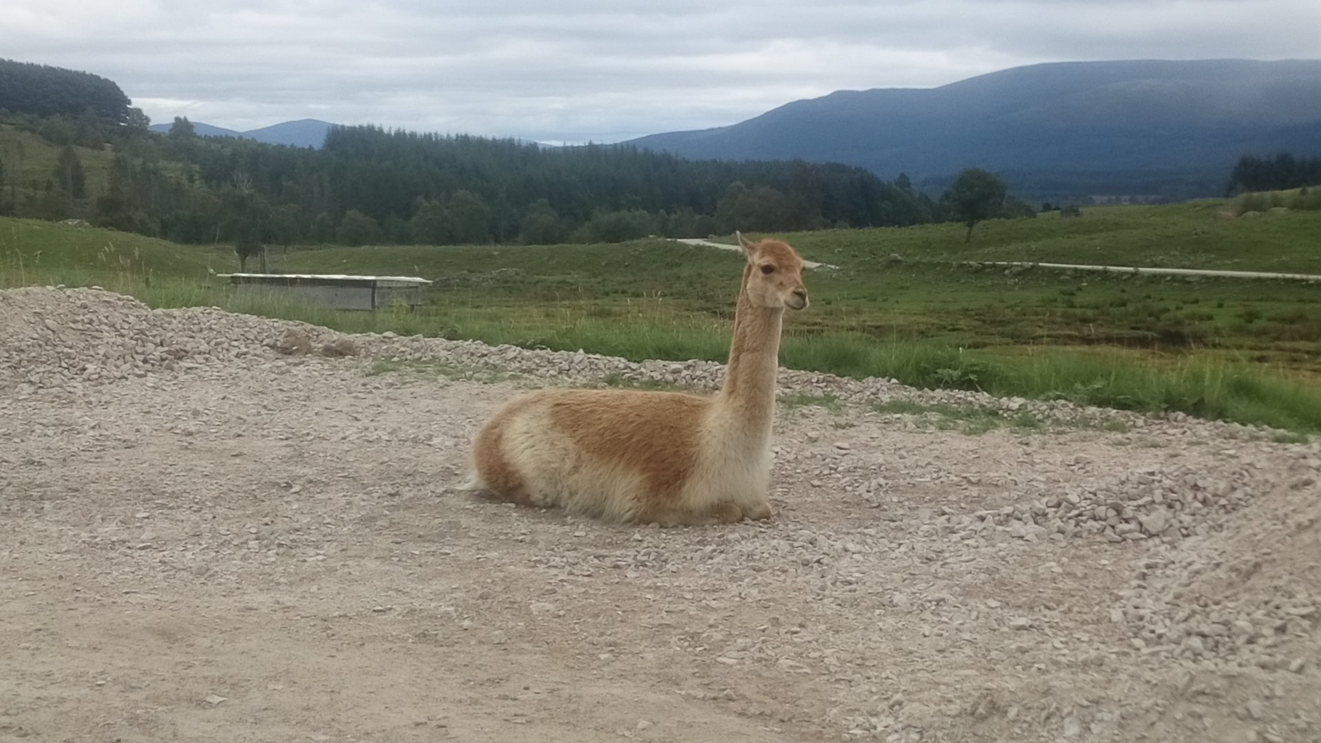 Vicuna 6/9/21