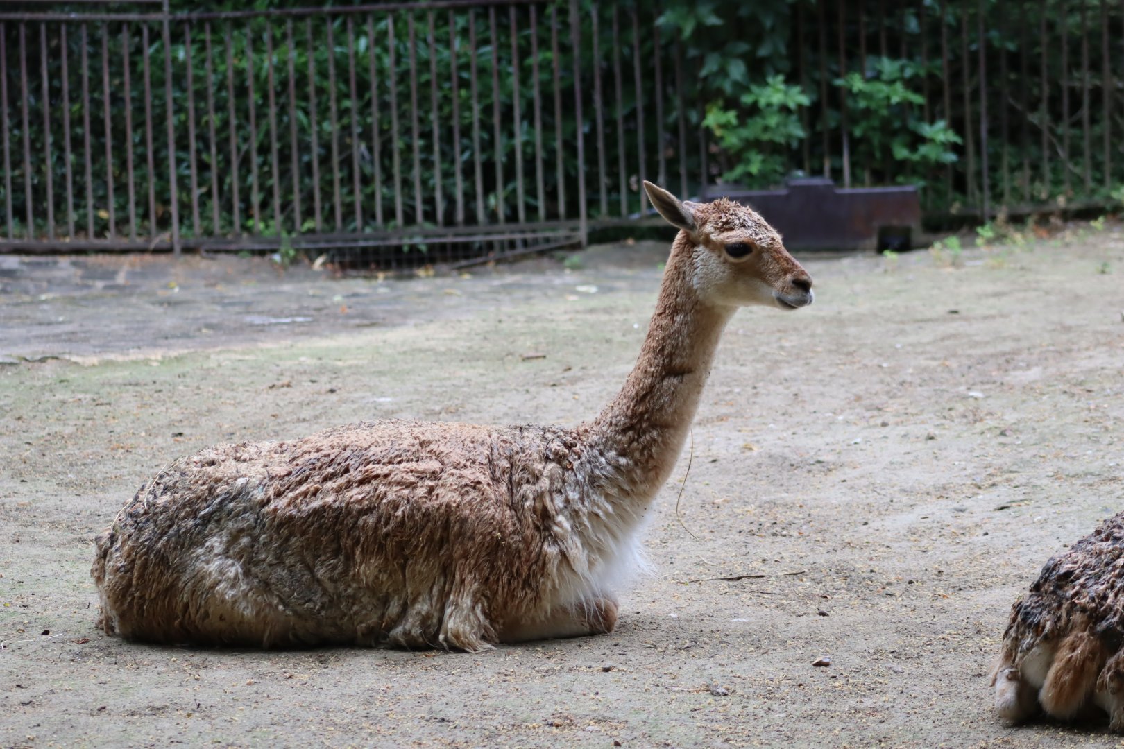 Vicuna - 6th July 2024