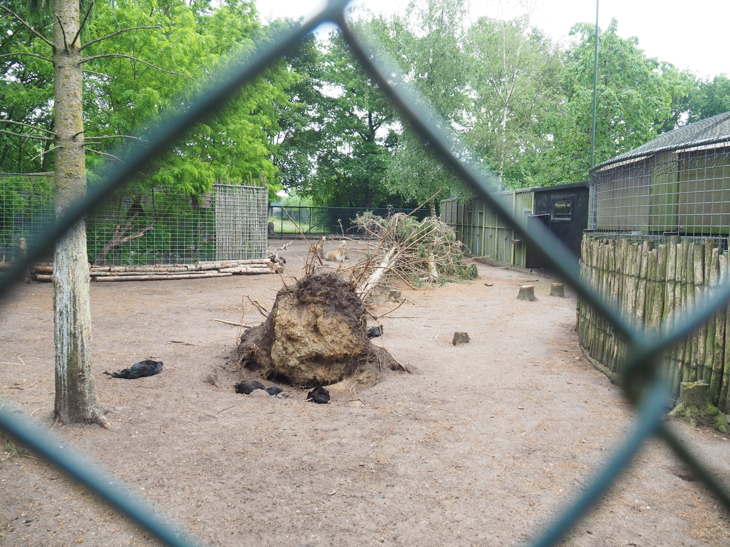Vicuña and Ayam Cemani chicken paddock, 2022-05-17