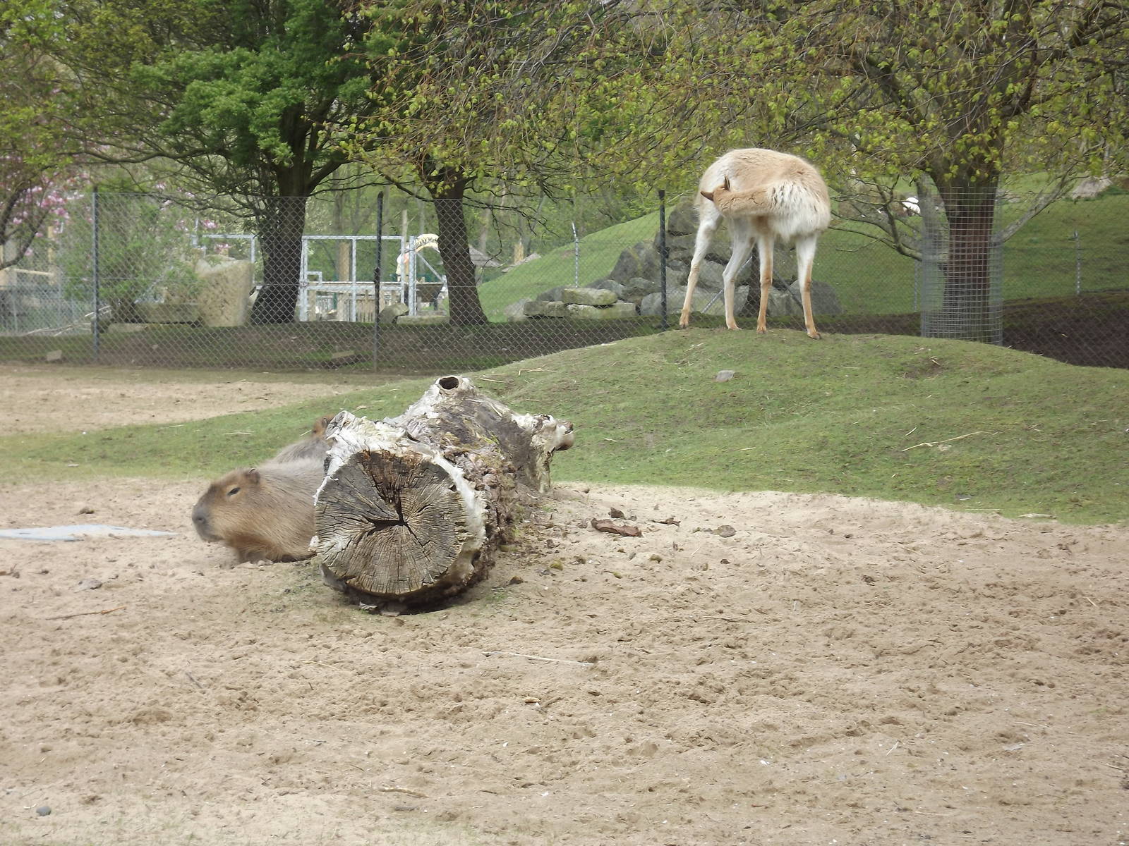 Vicuna and Capybara exhibit at Blackpool Zoo 21/04/12