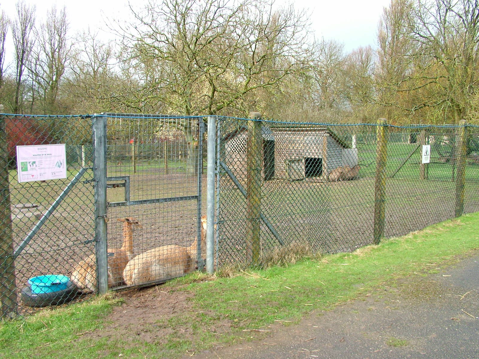 Vicuna and Capybara paddock at Blackpool 26/03/10