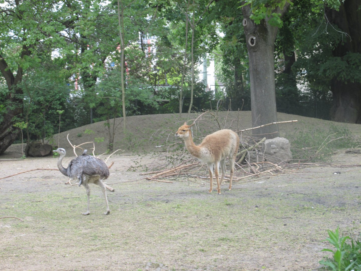 vicuña and common rhea