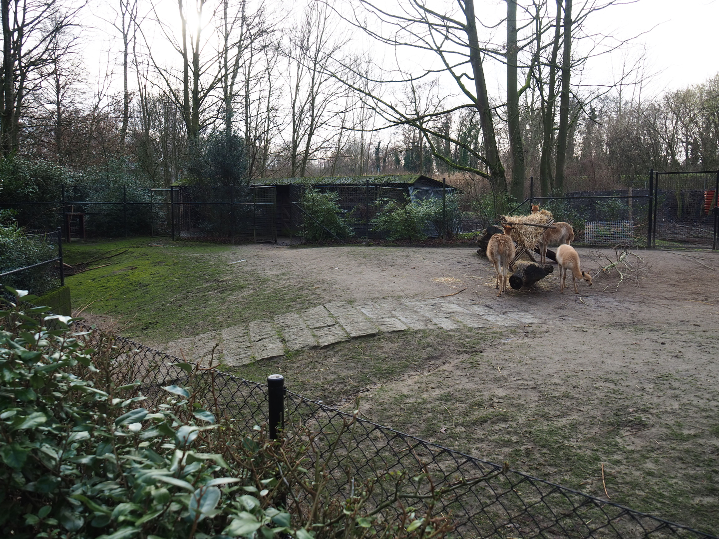 Vicuña and Darwin's rhea paddock, 2020-01-11