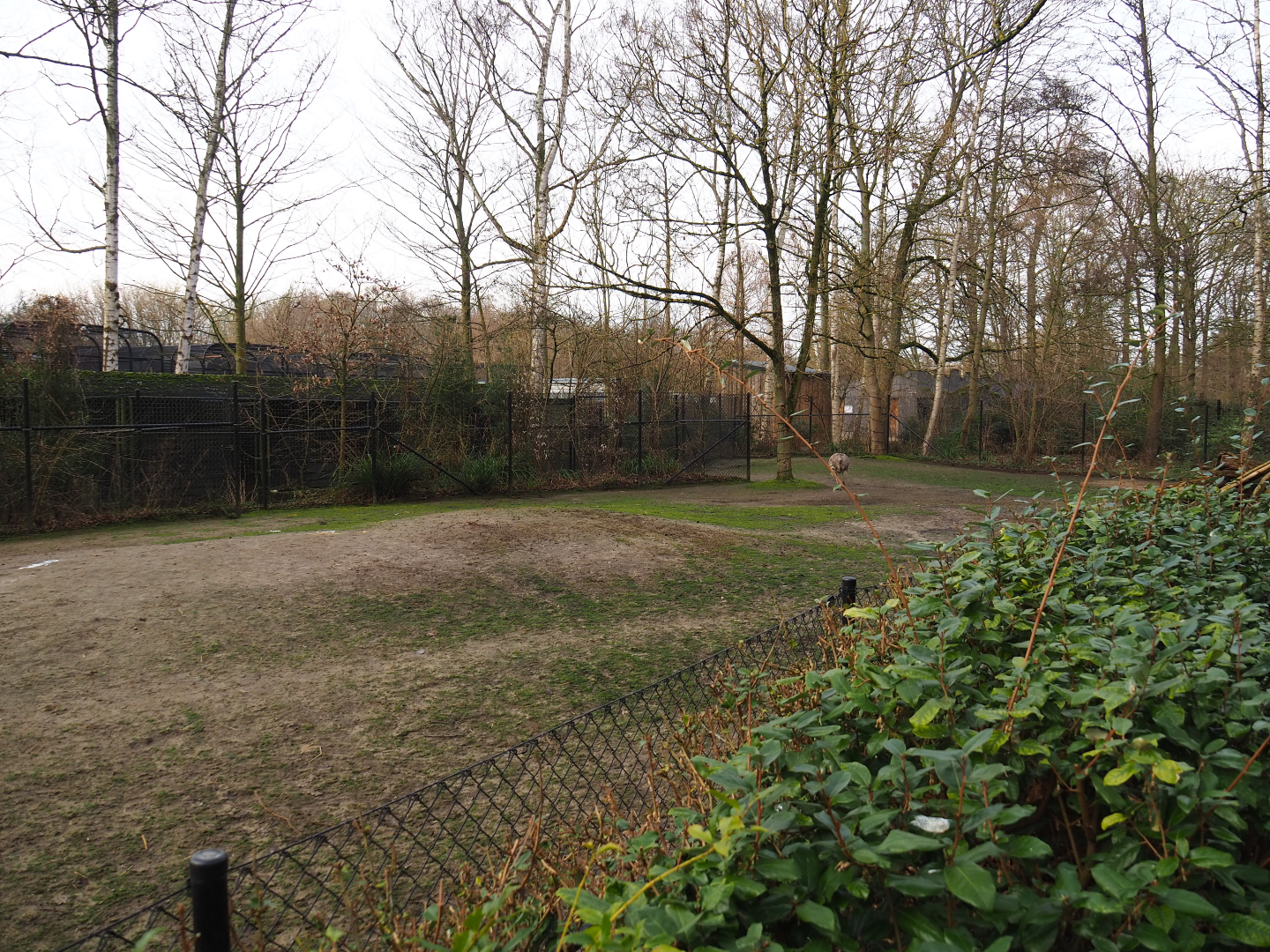 Vicuña and Darwin's rhea paddock, 2020-01-11