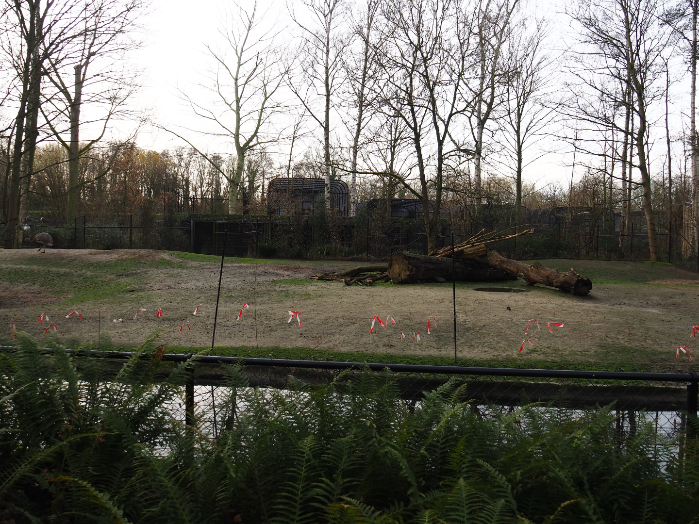 Vicuña and Darwin's rhea paddock, 2020-01-11