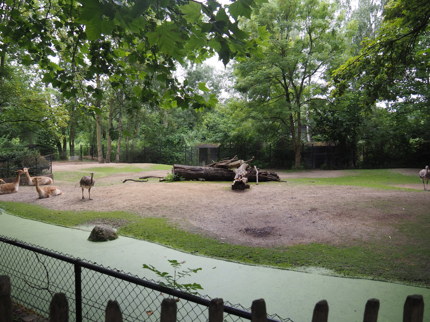 Vicuña and Darwin's rhea paddock, 2020-07-14