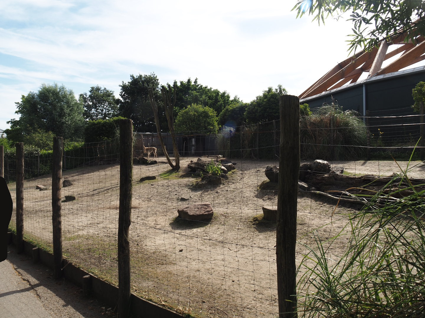 Vicuña and Darwin's rhea paddock, 2024-06-30