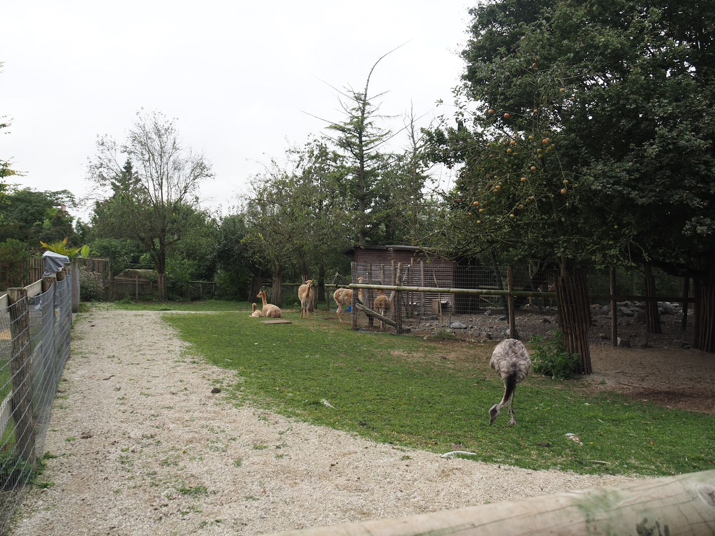 Vicuña and Greater rhea and Vicuña and Patagonian mara exhibits, 2024-09-17