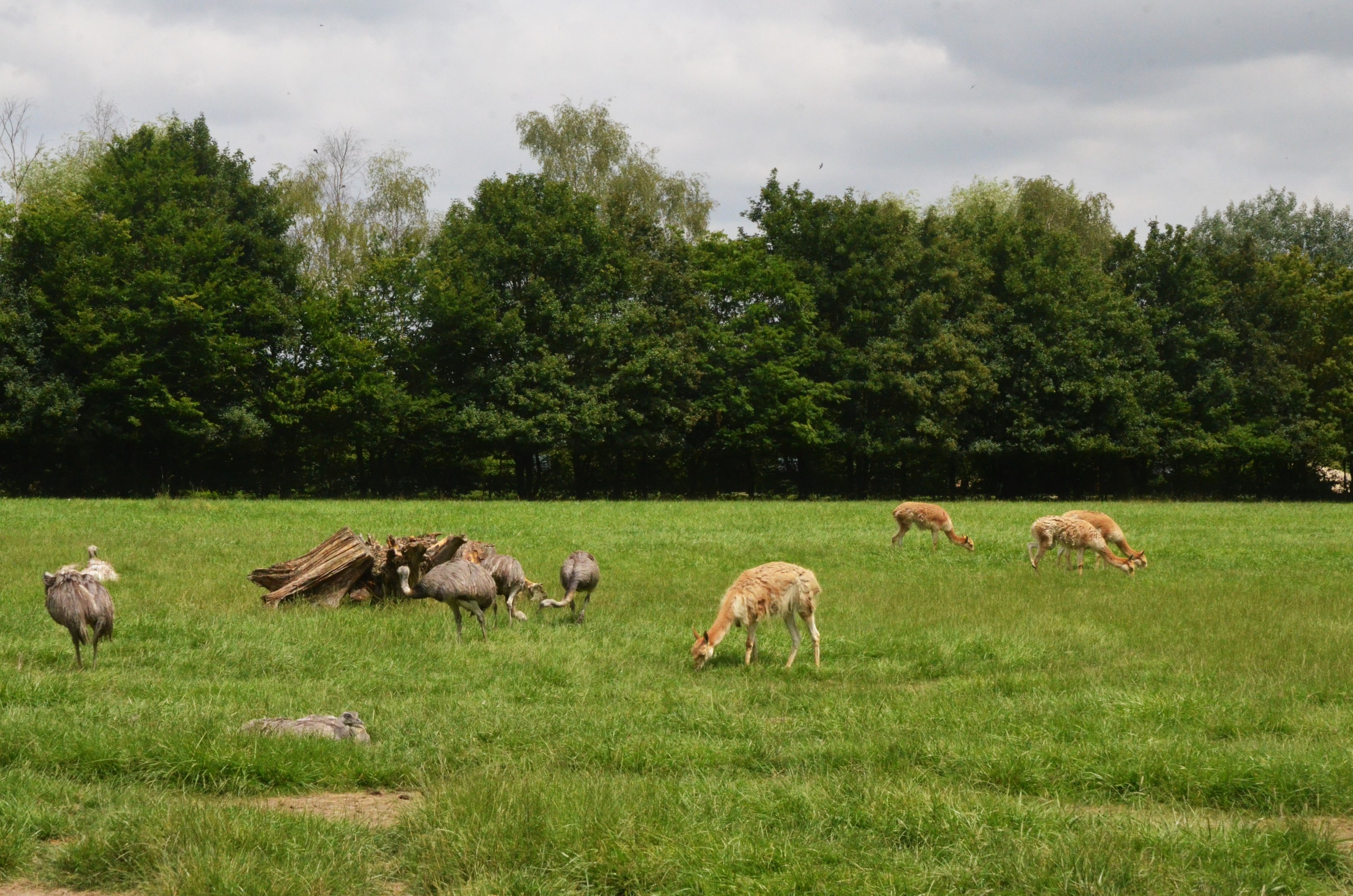 Vicuna and Greater Rhea at Haute-Touche, 14/06/18