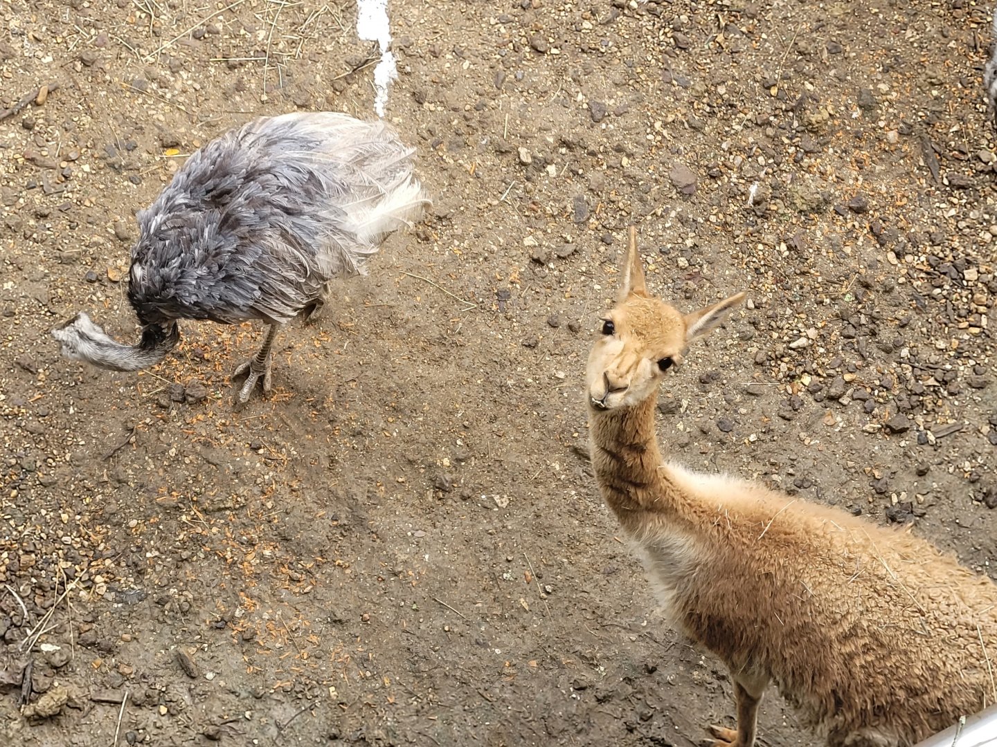 Vicuña and Greater rhea -Parc Zoologique de Paris (2022)