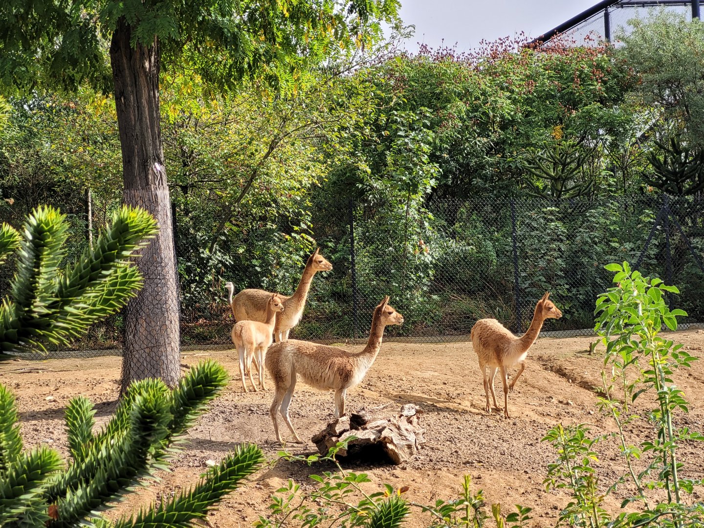 Vicuña and Greater rhea -Parc Zoologique de Paris (2022)