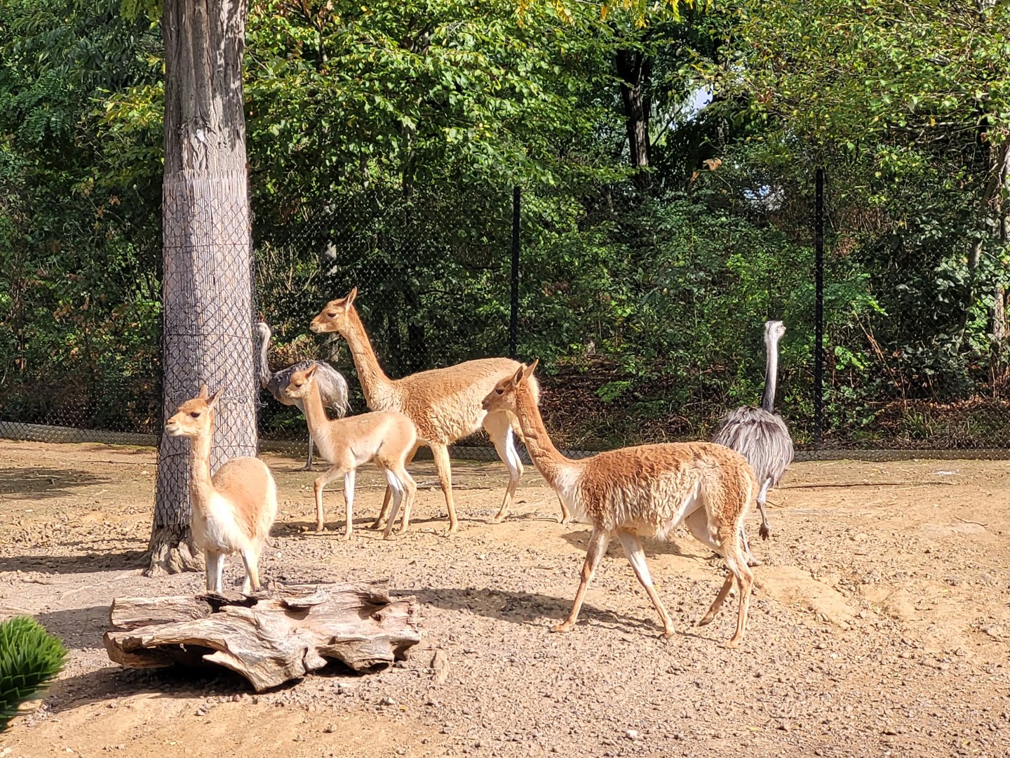 Vicuña and Greater rhea -Parc Zoologique de Paris (2022)