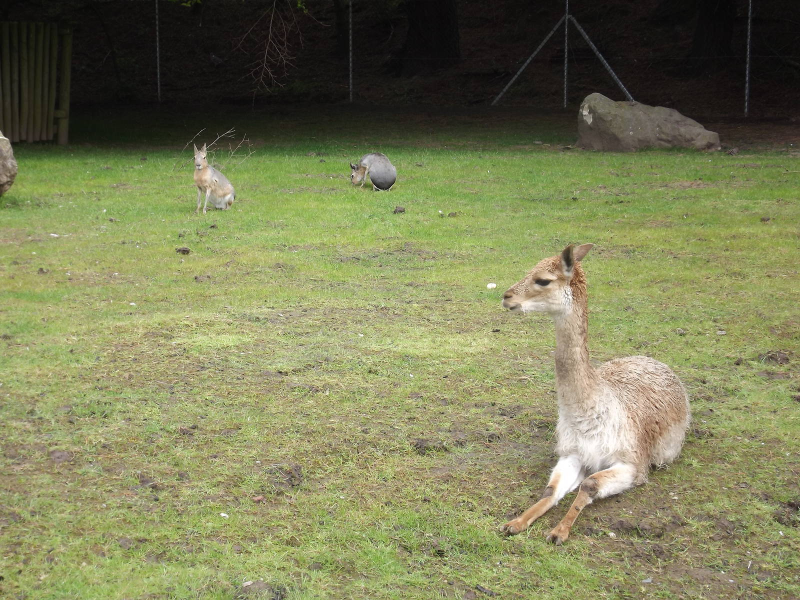 Vicuna and Mara at Blackpool Zoo 19/05/12