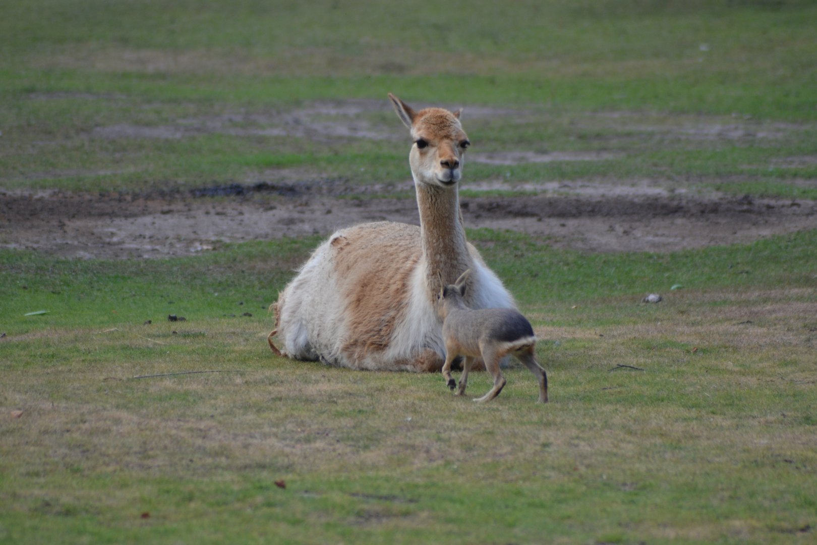 Vicuña and Patagonian mara at Kolmården