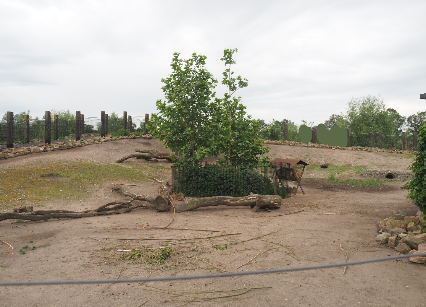 Vicuña and Patagonian mara section of the South American exhibit, 2022-05-17