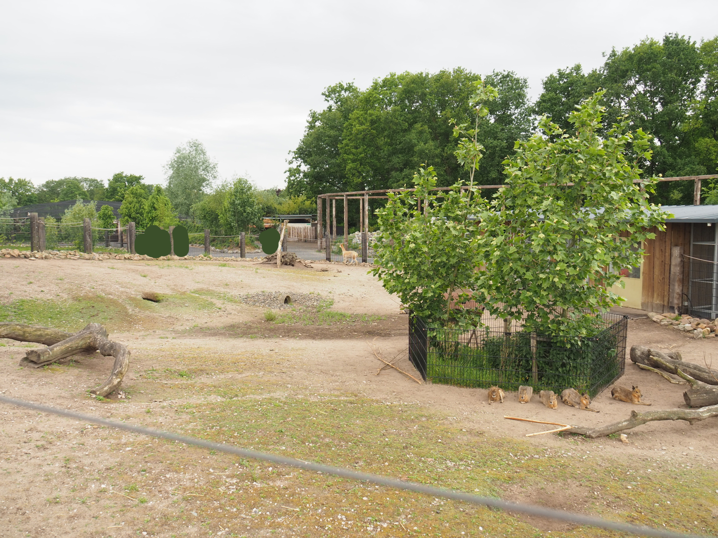 Vicuña and Patagonian mara section of the South American exhibit, 2022-05-17