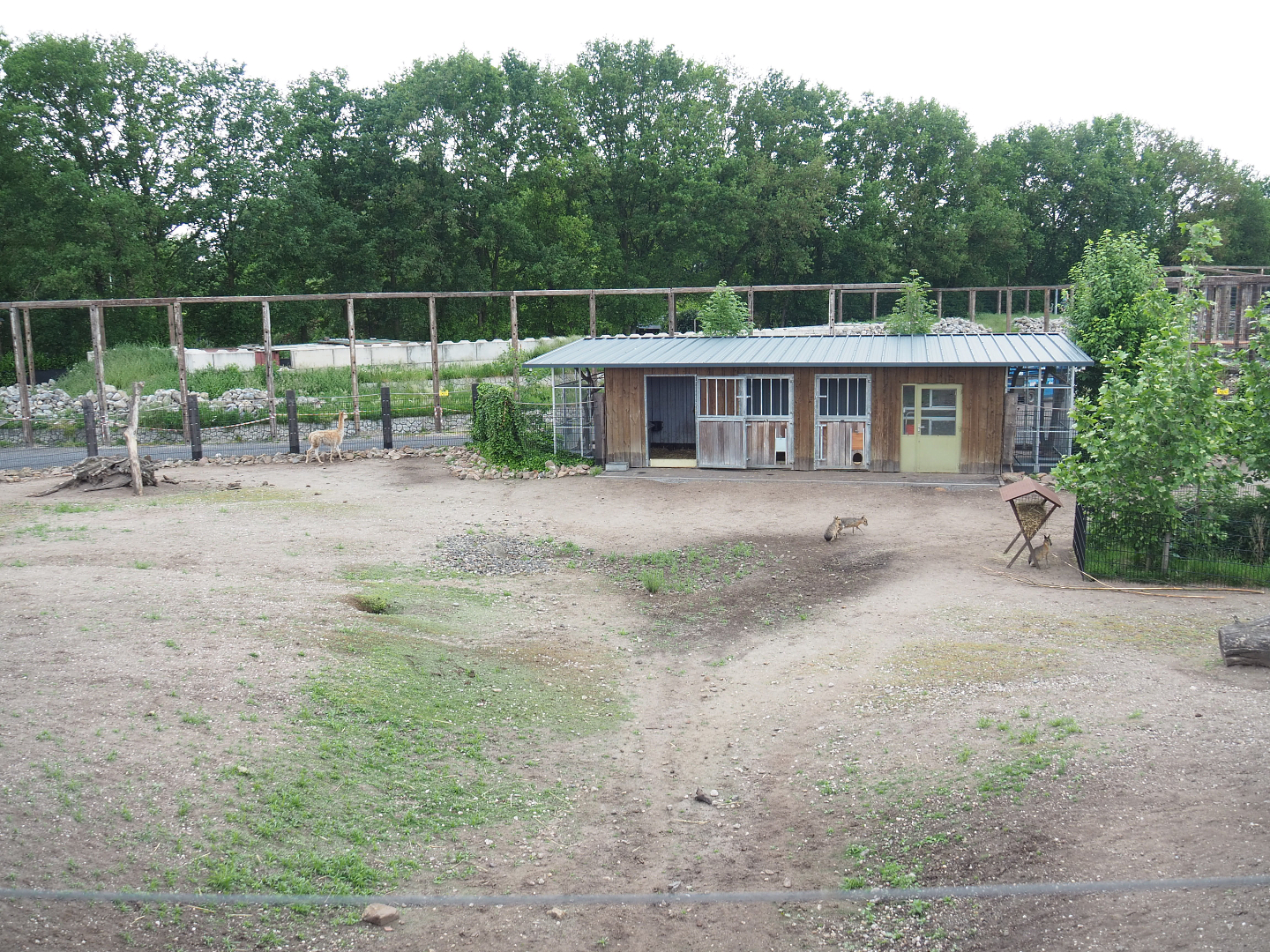 Vicuña and Patagonian mara section of the South American exhibit, 2022-05-17