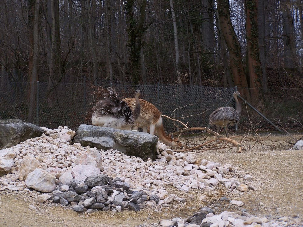 vicuna and reha Exhibit