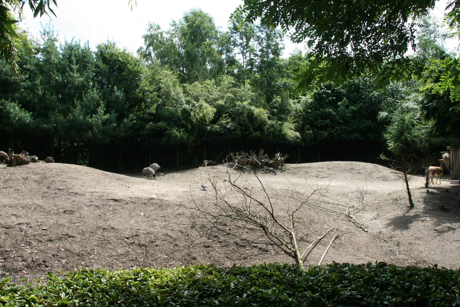 Vicuna and Rhea enclosure