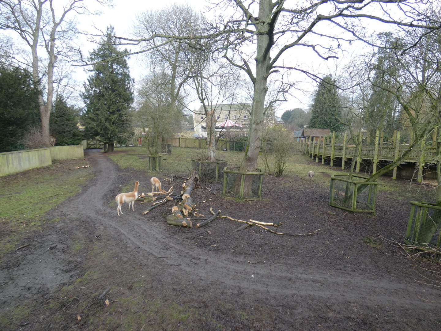 Vicuna and rhea paddock