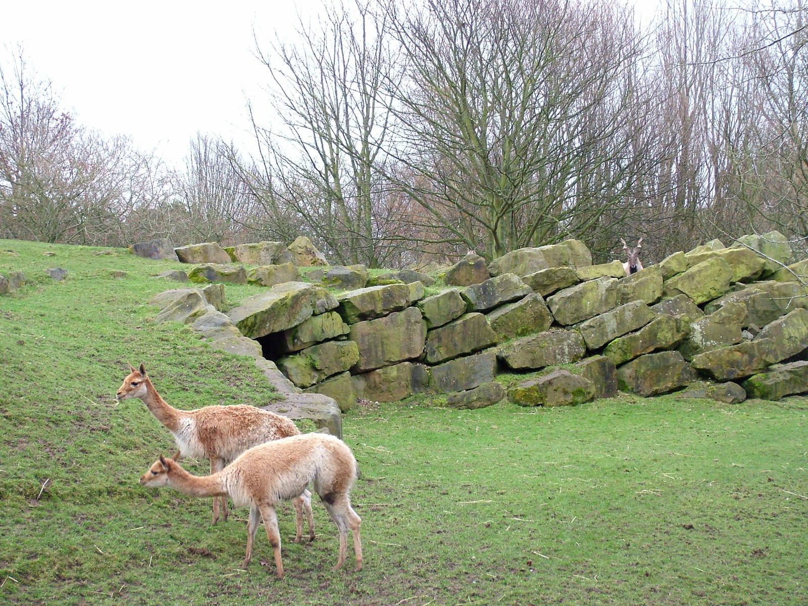 Vicuna and Turkmenian Markhor at Blackpool Zoo, Feb 09