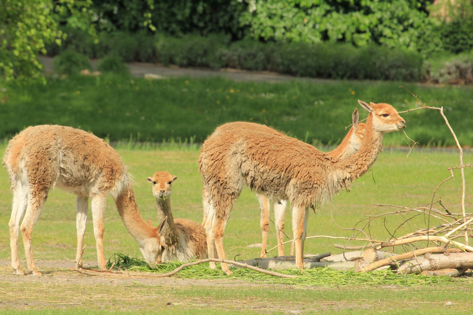 Vicuña (April 2018)