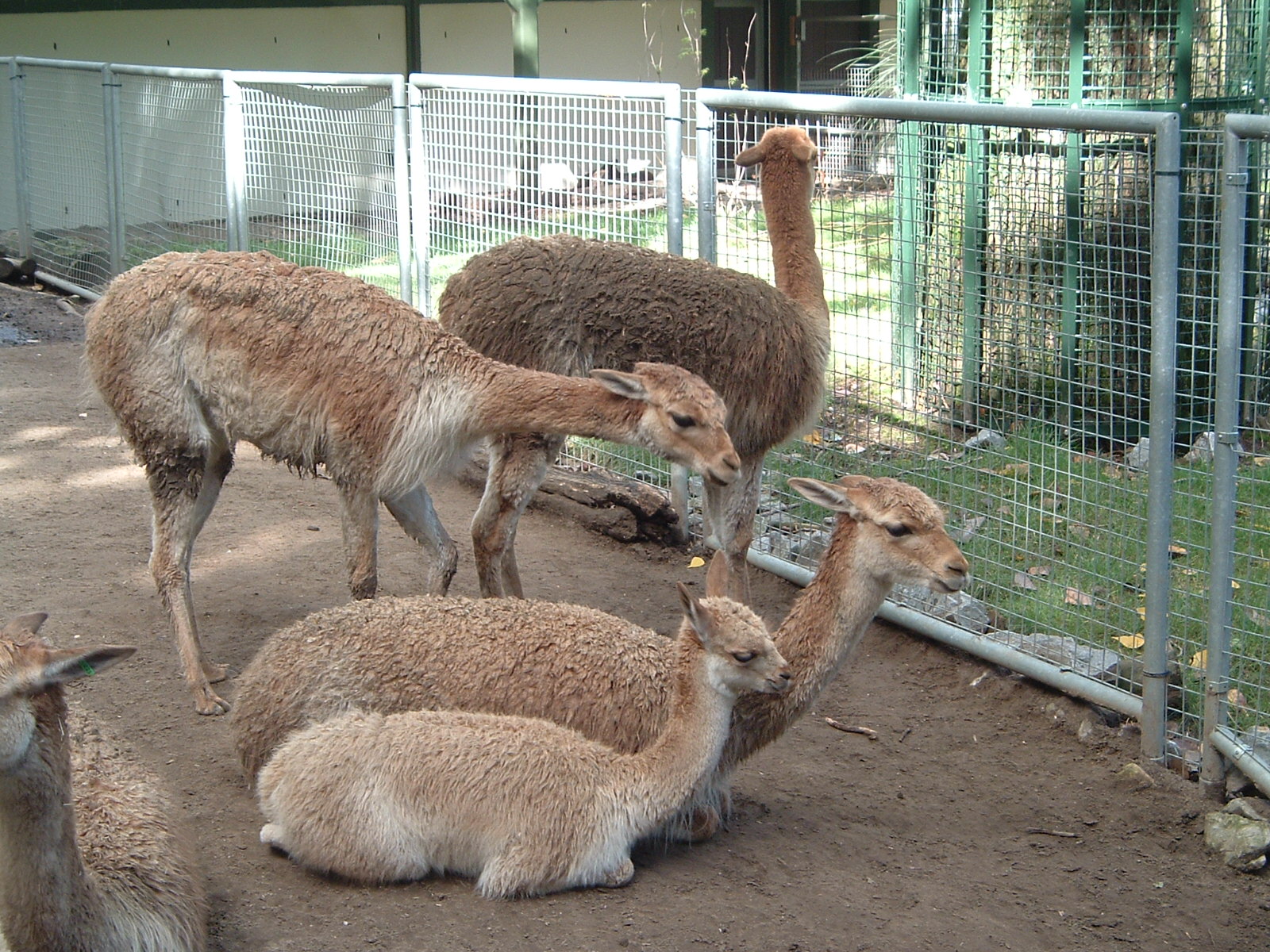 Vicuña at Artis Zoo, January 2006