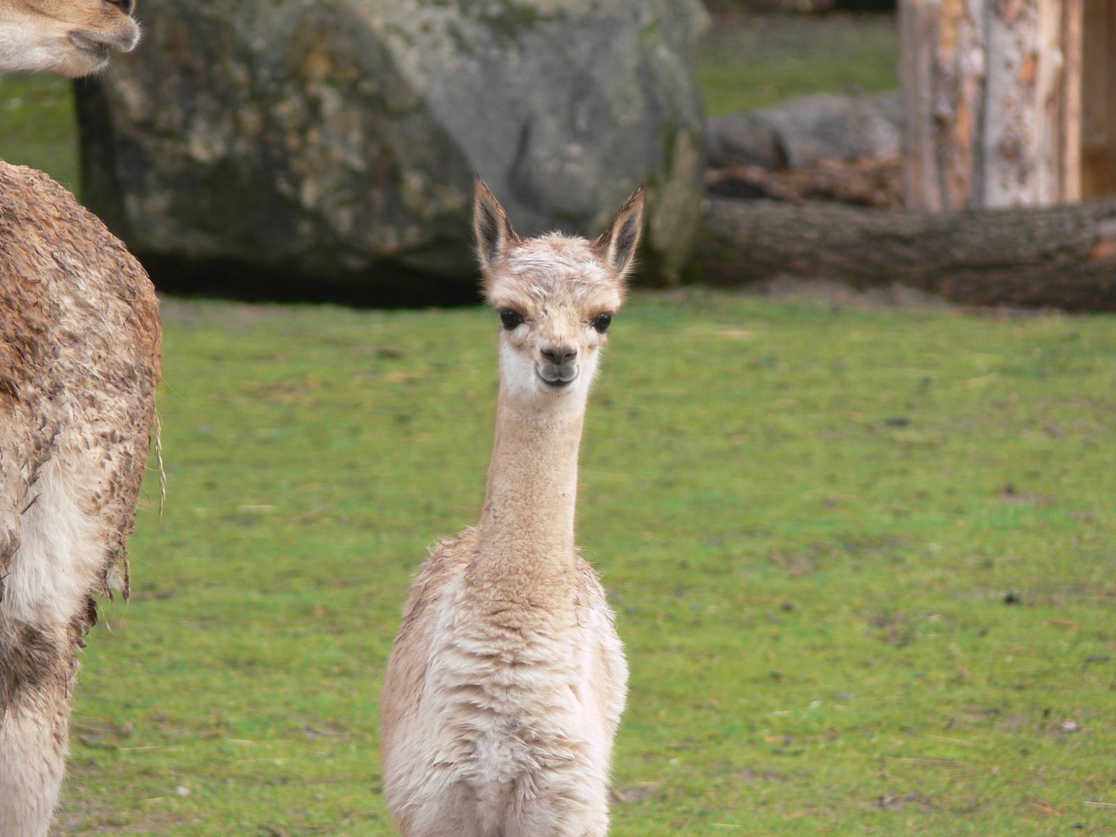 Vicuna at Blackpool Zoo, 19/10/13