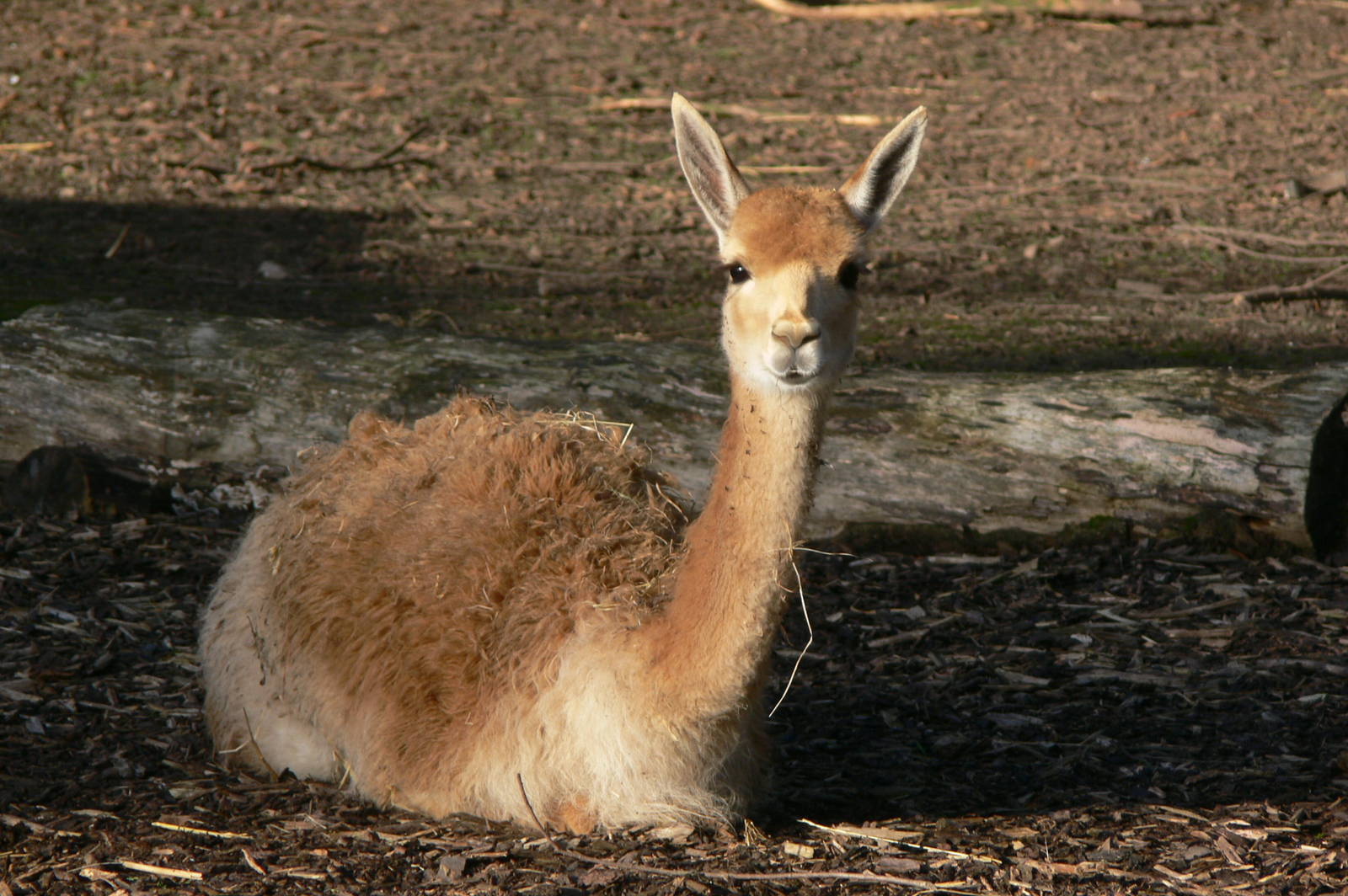 Vicuna at Blackpool Zoo, 24/12/14